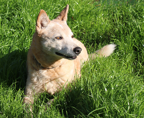 A well-trained dog sitting happily in the grass