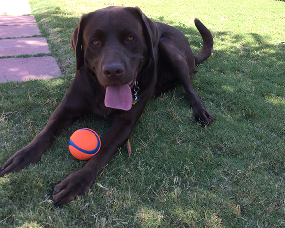 Lab and his ball