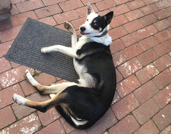 Dog on mat