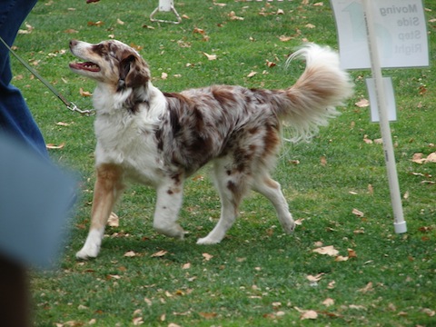 Heeling with Attention