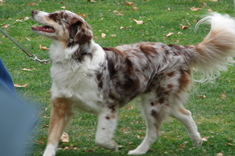 A well-trained dog demonstrating Loose Leash Walking