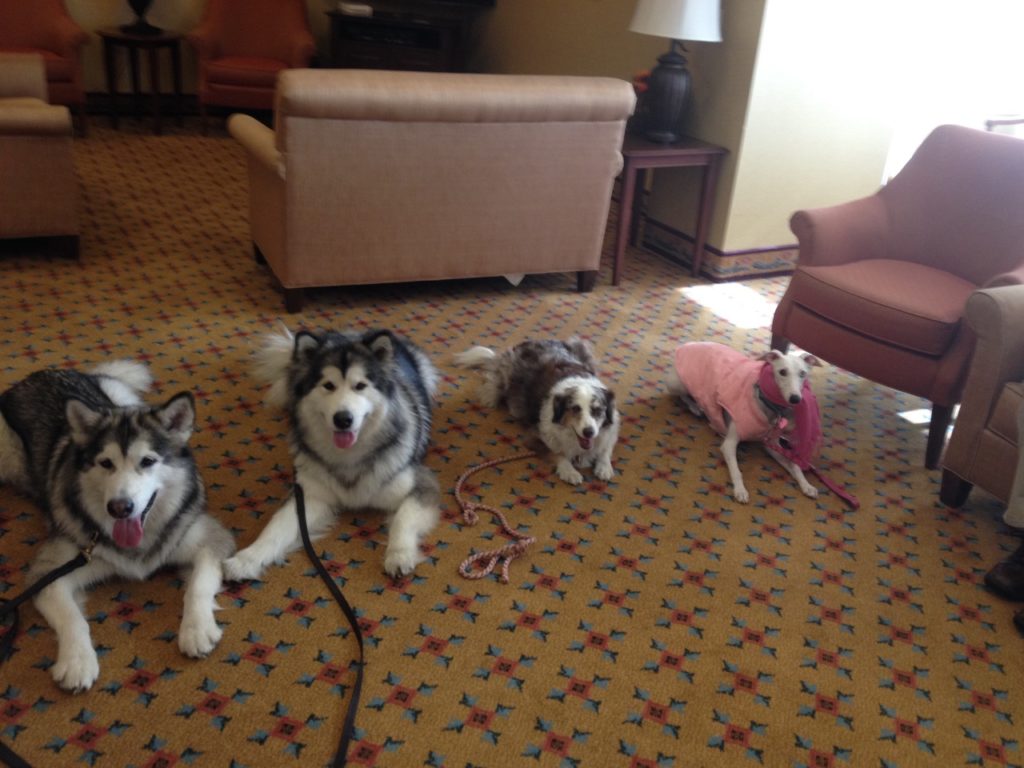Therapy Dog Team
