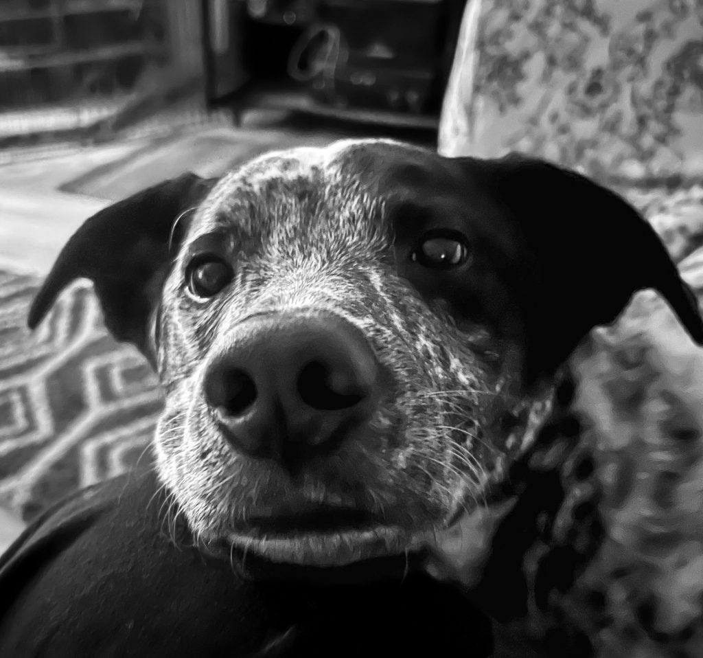 Disaster Preparedness Guide for Shasta County Dogs